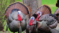 Do Wild Turkeys Stay in Illinois Through Thanksgiving?