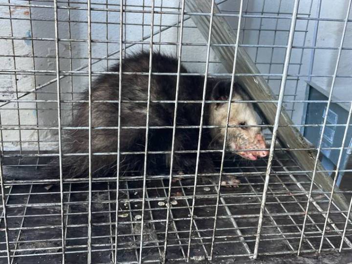 Three opossums caught at harbors in Honolulu, Hilo