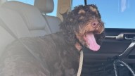 Dog that went missing after deadly head-on crash near Lake Pleasant has been found
