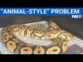 Python spotted at In-N-Out's drive