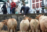 Navarra cancela las ferias de ganado por la dermatosis nodular y Gipuzkoa extrema las precauciones