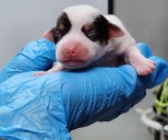 Four newborn puppies left in a box in Belcamp