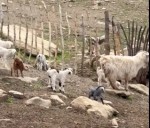 Comenzó la temporada de parición en el norte neuquino