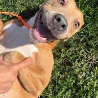 Evansville Animal Care full: Adopt or foster pets today
