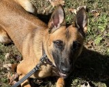 Meet Murph, Brook Park’s spirited new K