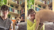 Rescue Dog From California Reacts Only To One Sweater And The Reason Will Melt Your Heart