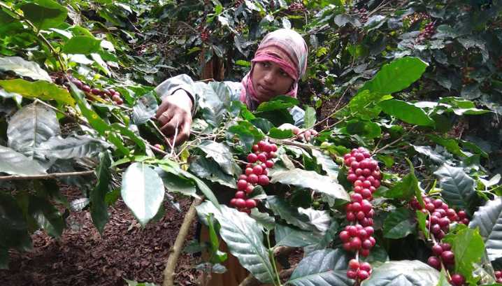 PM Modi hails Koraput Coffee as ‘pride of Odisha’ in ‘Mann Ki Baat’