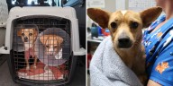 Scottsdale rescue saves 14 pets after viral clip of abandoned dogs in Yuma