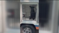 Fulton County Police to play greater role in animal attack investigations after woman mauled to death by dogs