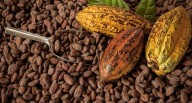 Produce: producción de cacao y chocolate genera un valor agregado de más de S/ 886 millones l Produce l Últimas