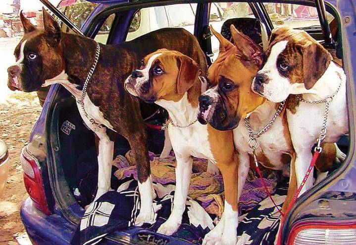 In Chandigarh, you can keep 4 dogs in a kanal house, none if you have a house smaller than 5 marlas