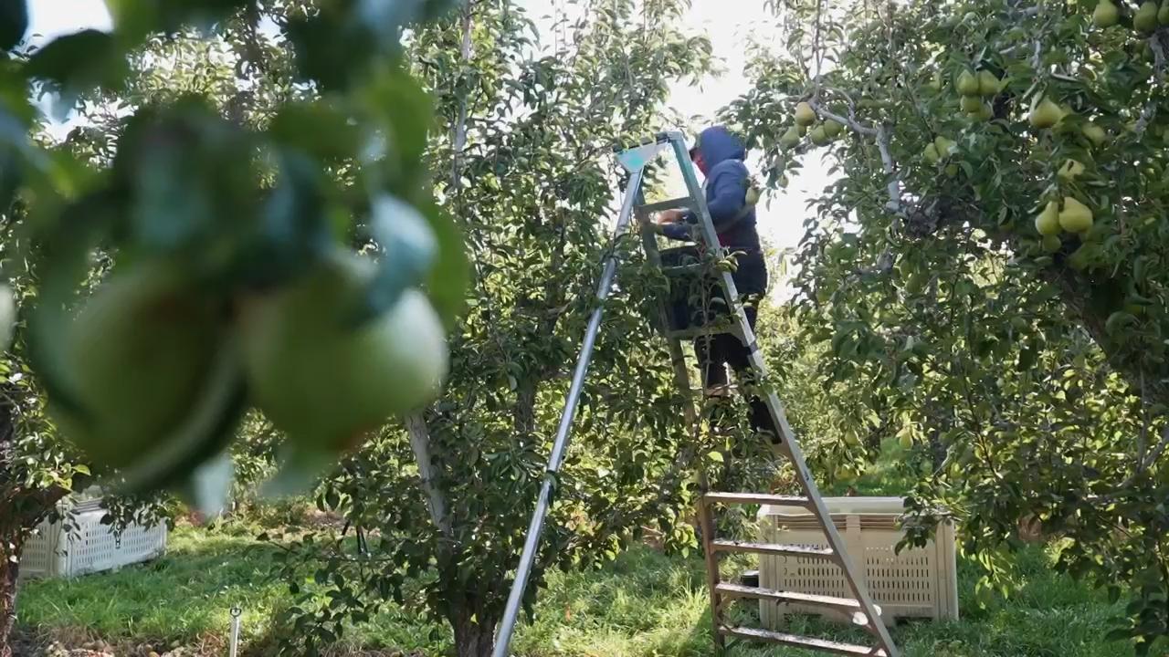 During extreme heat, pregnant farmworkers are often at risk