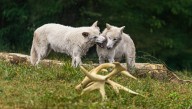 The Dire Wolf's Future: What De-Extinction Looks Like Years from Now