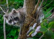 UA Little Rock study suggests raccoons could be on the path to becoming a household pet