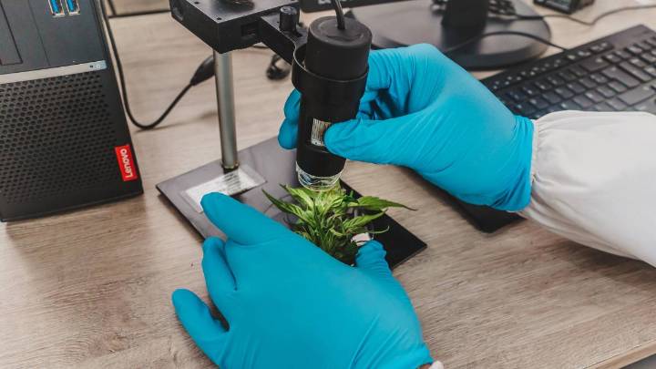 Las claves del decreto que firmó el Gobierno para legalizar la venta de cannabis psicoactivo con fórmula médica