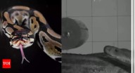 How venomous snakes attack: Scientists study how they bite their prey in 3D slow