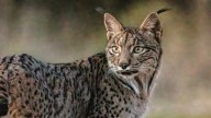 Los cazadores están de enhorabuena: un estudio demuestra que los linces son beneficiosos para la caza menor