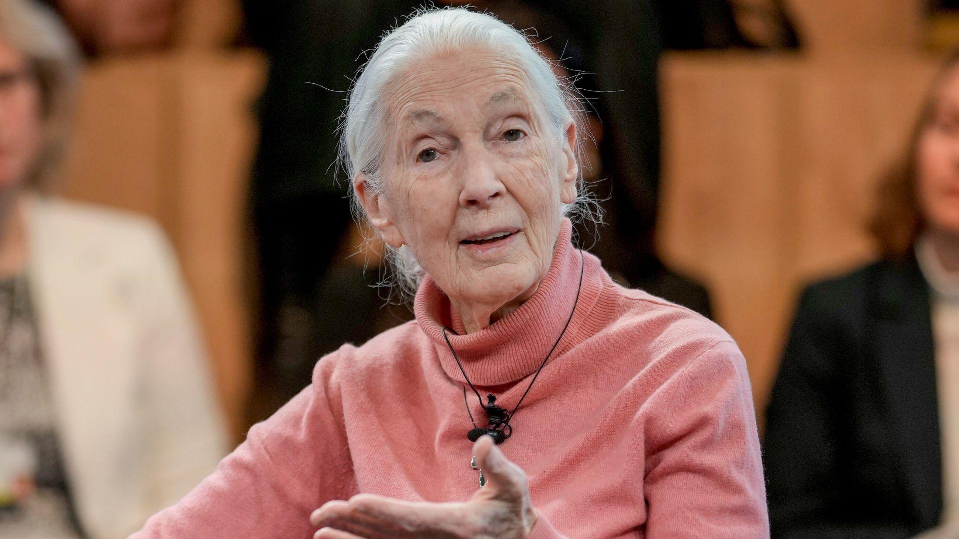 Jane Goodall, pioneering conservationist and primatologist, dies at 91