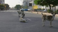 Supreme Court Nudges States, UTs Over Stray Dogs Menaces, Says, 'India Shown In Bad Light'