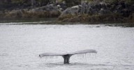 Humpback whale Astroboy is untangled from 140 metres of rope off Vancouver Island