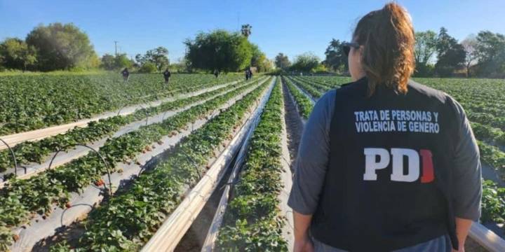 Un megaoperativo en Santa Fe permitió rescatar a más de 40 trabajadores explotados en un campo de frutillas