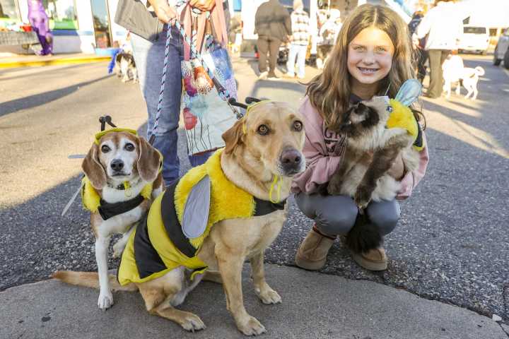 Photos: Pets get festive for Halloween