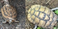 Critically endangered tortoises found safe after being stolen from zoo, police say