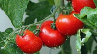Bombazo en la agricultura: investigadores de Valencia crean un spray que hace al tomate más resistente a la sequía
