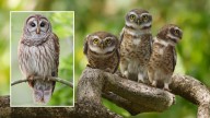 Federal Plan To Massacre Nearly 500,000 Owls To Save Other Owls Is Back On Track