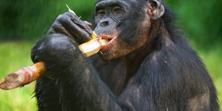 Un experimento mostró cómo los chimpancés pueden “razonar” de forma similar a los humanos