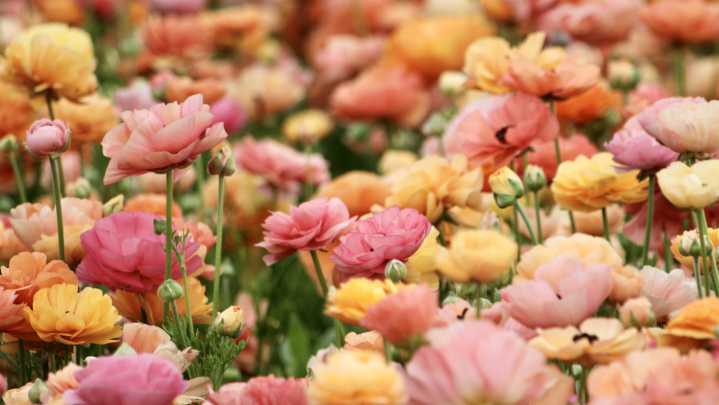 10 Varieties Of Ranunculus You Should Plant In October For A Beautiful Spring Garden