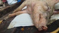 Taiwan reports its first case of African swine fever and culls scores of pigs