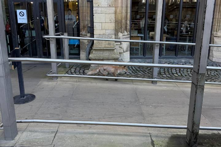 Fox on the run in the grounds of the Houses of Parliament
