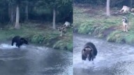 Bear, Wolf And Raven In A Wild Scene Straight Out Of ‘Game Of Thrones’: ‘So Dangerous Yet Beautiful’