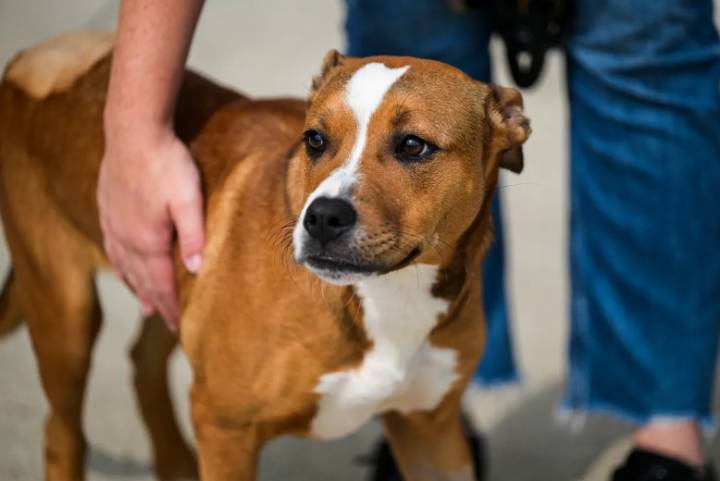 Wayne County looks to step up animal abuse prosecutions