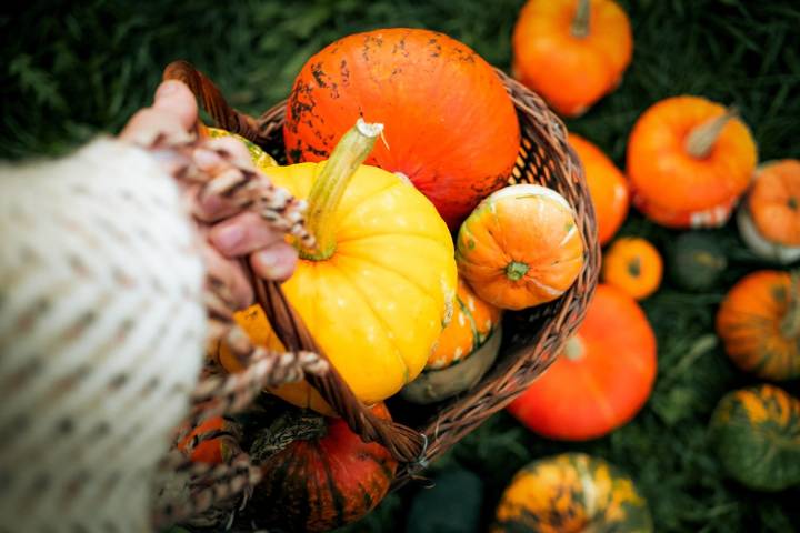 Los mejores 5 pumpkin patches que puedes visitar en esta temporada con tu familia