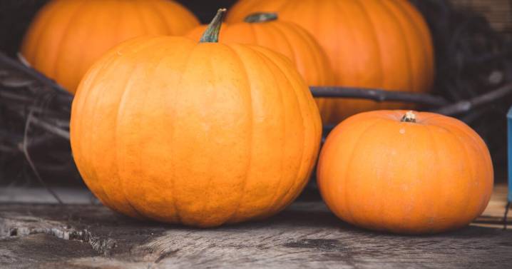 Denver Botanic Gardens Chatfield Farms hosts Pumpkin Festival Friday through Sunday