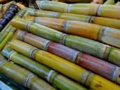 Cuáles son los beneficios de comer caña de azúcar, elemento de las ofrendas