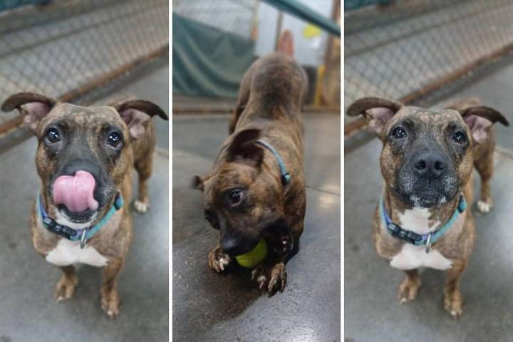It Takes a Village Pet of the Week