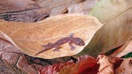 Indiana DNR tracking Mediterranean geckos across the state