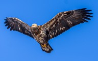 Young bald eagle found barely breathing, suffering from barbiturate poisoning