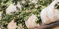 Aliados naturales: cómo cuidar los insectos que protegen la yerba mate