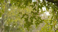 'That’s my sanctuary': Kyle homeowner says city wastewater project threatens trees