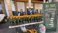 Recicla y Gana: Intercambia tus residuos por flores de Cempasúchil completamente gratis