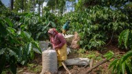 El terreno apto para la producción de café en el mundo podría caer un 50 %