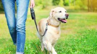 El Ayuntamiento de Valencia permitirá el acceso de los animales a los edificios públicos