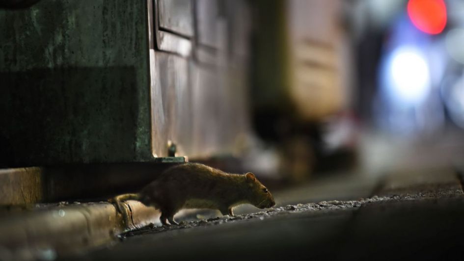 Norte salteño | Confirman la muerte de un joven de 20 años por hantavirus