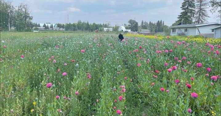 Edmonton police charge 4 for opium poppy plants