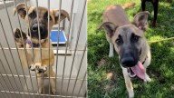California Shelter’s Beloved Puppy Spent Days Waiting For Adopters Who Never Showed Up