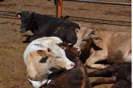 Baja 9% ganado en Texas por gusano